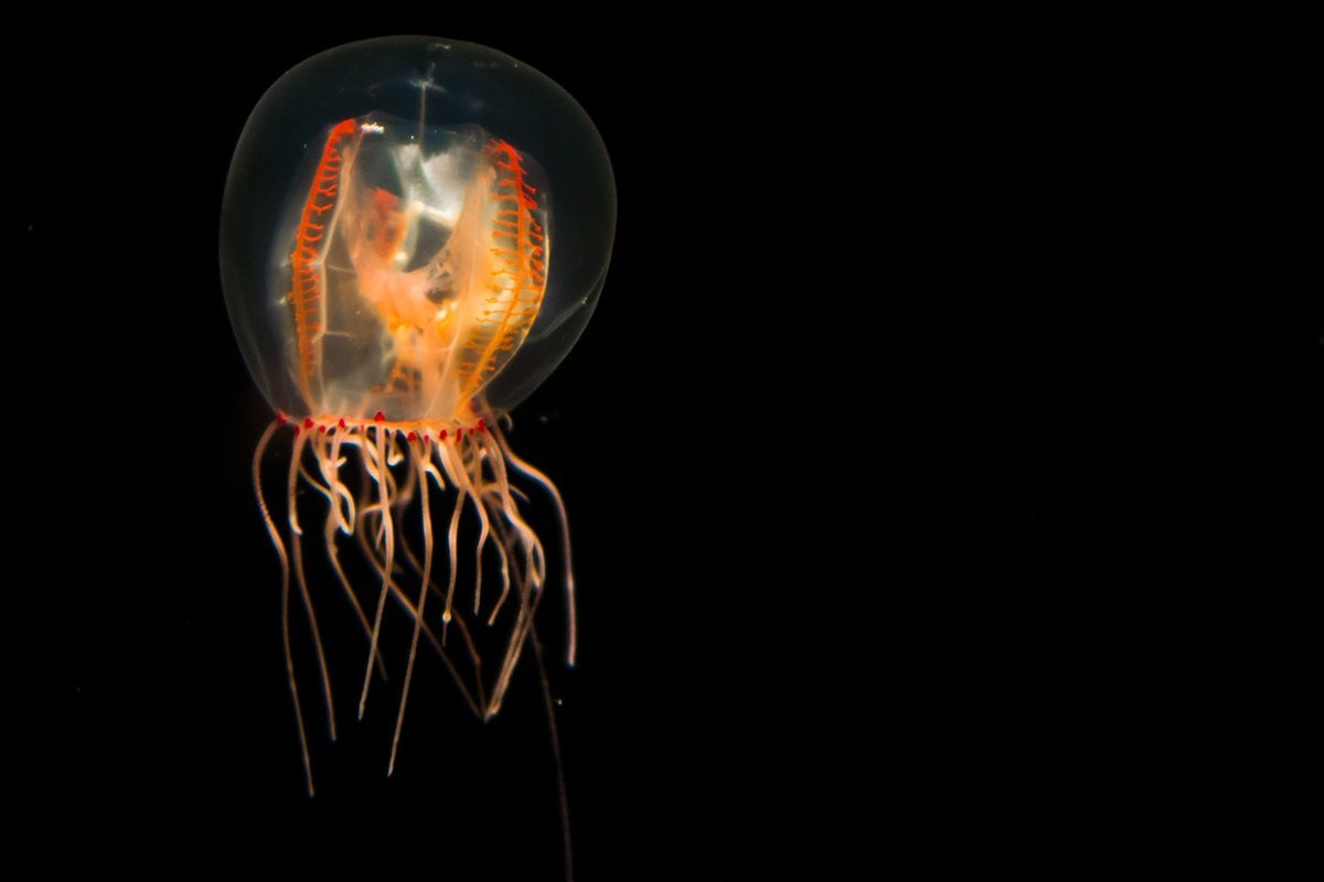 Birch Aquarium - Gallery Image 1